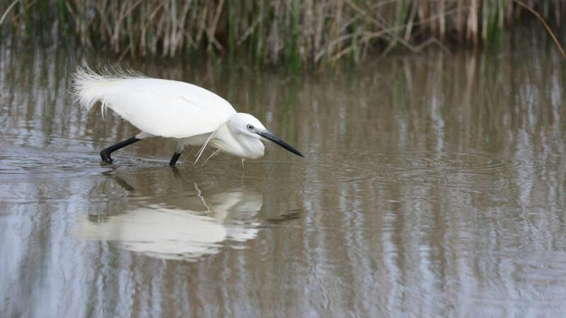 Explora el Parque Natural de s’Albufera: Guía de Ruta