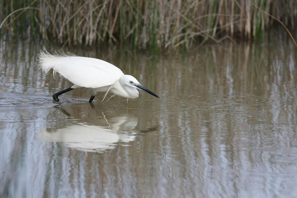 Explora el Parque Natural de s’Albufera: Guía de Ruta