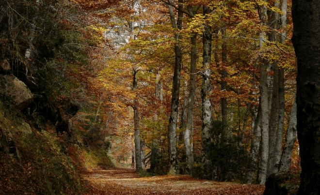 Explora el Parque Natural Sierra de Cebollera: Rutas y Atracciones Naturales
