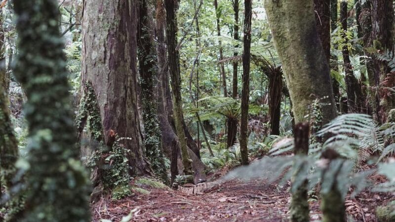 Sendero por el Valle del Leza: Guía y Ruta Detallada