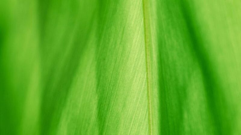 Guía Turística de Vallehermoso, La Gomera: Qué Ver.